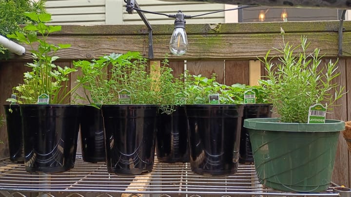 Farm Your Yard, Growing Food as Resistance